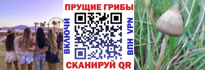 где продают Полесск Галлюциногенные грибы GOLDEN TEACHER