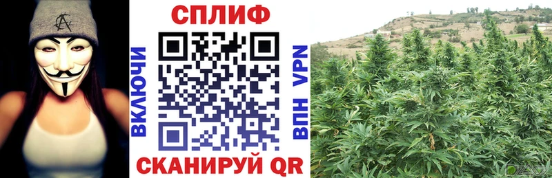 продажа наркотиков  Полесск  Каннабис сатива 